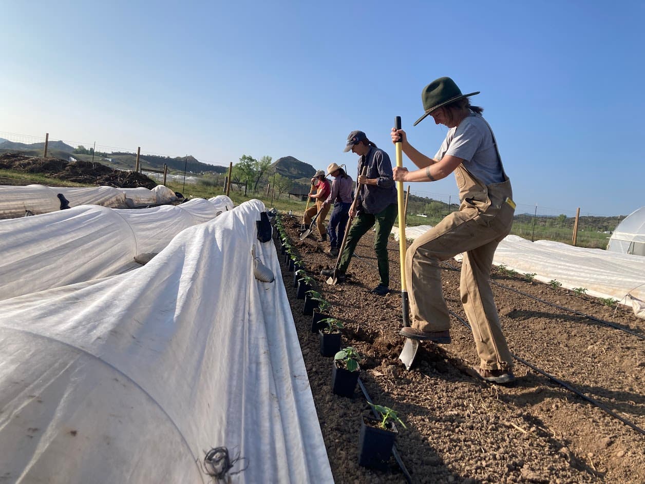 Volunteers planting seedlings in a row at Highwater Farm, with hills behind them.
